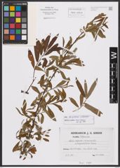 Salix burjatica Nasarow